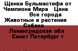 Щенки Бульмастифа от Чемпиона Мира › Цена ­ 1 000 - Все города Животные и растения » Собаки   . Ленинградская обл.,Санкт-Петербург г.